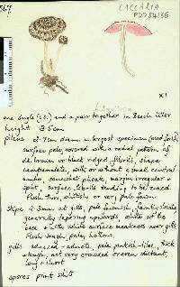 Laccaria fibrillosa image