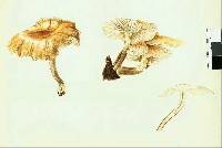 Armillaria novae-zelandiae image