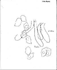 Entoloma fuscum image