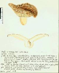 Lactarius tawai image