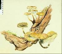 Armillaria novae-zelandiae image