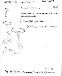 Entoloma peralbidum image