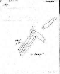 Entoloma mariae image