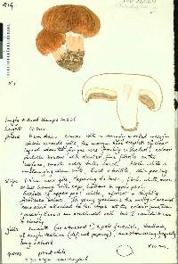 Tricholoma pessundatum image