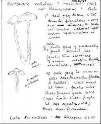 Entoloma nothofagi image