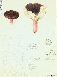 Russula aucklandica image