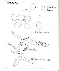 Mycena veronicae image