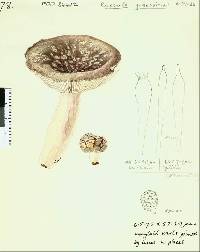 Russula griseoviridis image