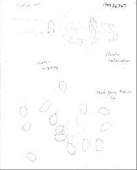 Agaricus lanatoniger image