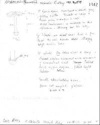 Amanita nehuta image