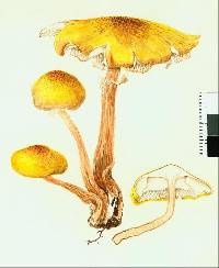 Armillaria limonea image