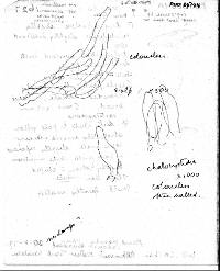 Entoloma croceum image