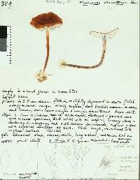 Marasmius atrocastaneus image