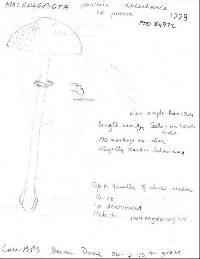 Macrolepiota clelandii image