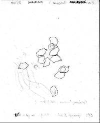 Entoloma fuscum image