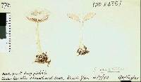 Entoloma peralbidum image