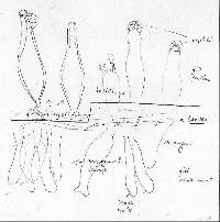 Oudemansiella australis image