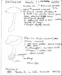 Entoloma haastii image