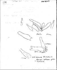 Entoloma mariae image