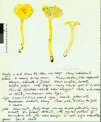 Hygrocybe cerinolutea image