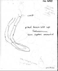 Entoloma nothofagi image