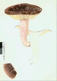 Russula griseoviridis image