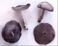 Entoloma congregatum image