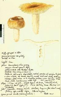 Russula acrolamellata image