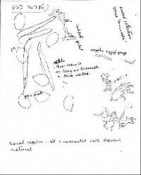 Mycena interrupta image