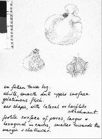 Favolaschia pustulosa image