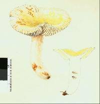 Russula albolutescens image