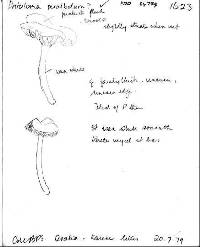 Entoloma peralbidum image