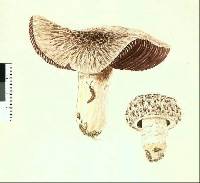 Agaricus bitorquis image