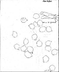 Entoloma crinitum image