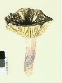 Russula griseoviridis image