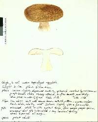 Russula pseudoareolata image