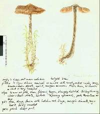 Entoloma translucidum image