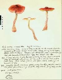 Dermocybe cardinalis image