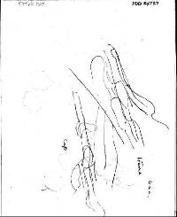 Entoloma mariae image