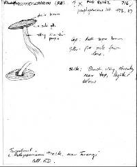 Entoloma melanocephalum image