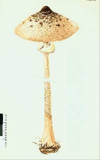 Macrolepiota clelandii image