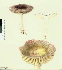 Russula tawai image