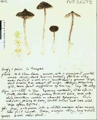 Entoloma nothofagi image