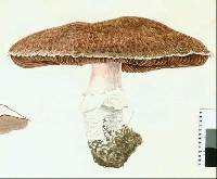 Agaricus subperonatus image