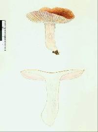 Russula novae-zelandiae image
