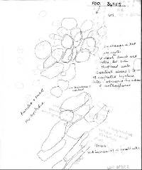 Cystoderma clastotrichum image