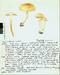 Pholiota gummosa image