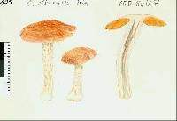 Cortinarius alboroseus image