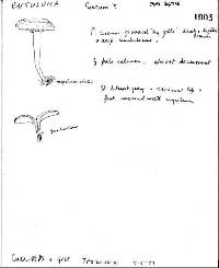 Entoloma fuscum image