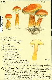 Suillus grevillei image